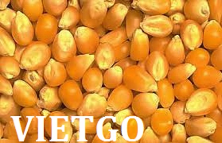 ngô hạt xuất xứ Việt Nam